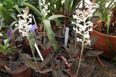 Cây dược liệu cây Lan gấm, thạch tầm - Ludisia discolor