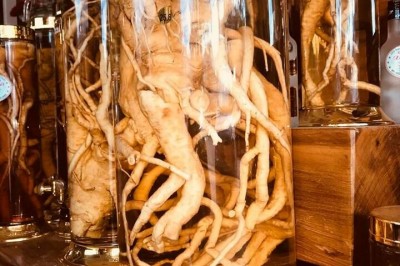 Rượu đinh lăng, Rễ đinh lăng chế biến thế nào thì tốt?