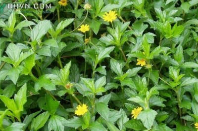 Cây dược liệu cây Sài đất, Cúc nháp, Ngổ núi, Húng trám - Wedelia chinensis
