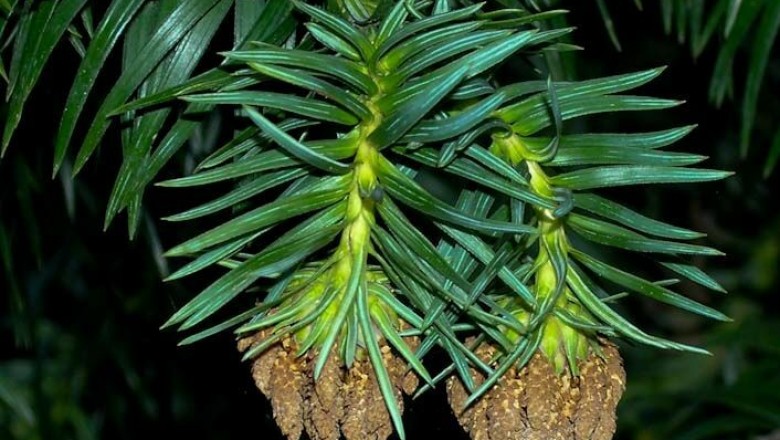 Cây dược liệu cây Sa mộc, Sa mu; The mốc - Cunninghamia lanceolata