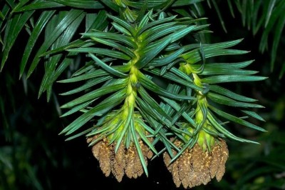 Cây dược liệu cây Sa mộc, Sa mu; The mốc - Cunninghamia lanceolata