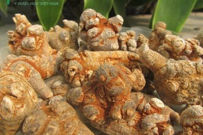 Công dụng và cách dùng, cách sơ chế Tam Thất, Phân biệt củ Tam Thất thật giả