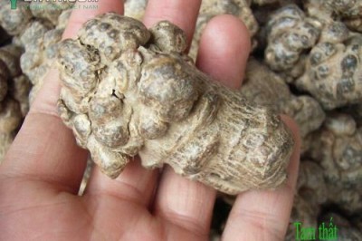 Chia sẻ kinh nghiệm chọn mua củ Tam thất, Bột tam thất được loại tốt