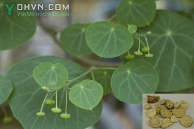 Cây dược liệu cây Phấn phòng kỷ, Củ dòm, Củ gà ấp - Stephania tetrandra S Mooretiana lourerii 