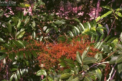 Cây dược liệu cây Bách bệnh, Bá bệnh hay Mật thơm - Eurycoma longifolia jack subsp longifolia
