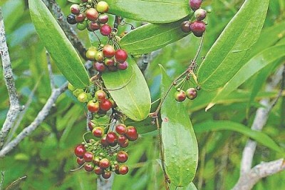 Công dụng và tác dụng, cách dùng Thổ phục linh làm thuốc chữa bệnh rất tốt