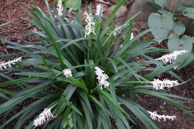 Cây dược liệu cây Mạch môn - Ophiopogon japonicus (L.f) Ker- Gawl