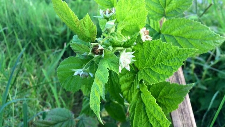 Cây dược liệu cây Mâm xôi, Ðùm đùm - Rubus alceaefolius Poir