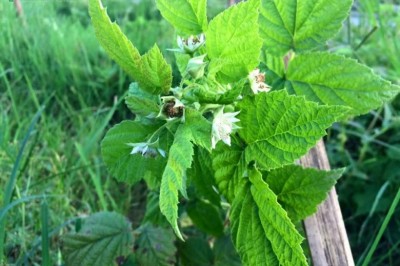 Cây dược liệu cây Mâm xôi, Ðùm đùm - Rubus alceaefolius Poir