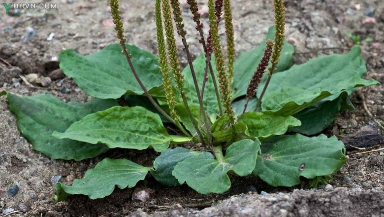 Cây dược liệu cây Mã đề - Plantago major L