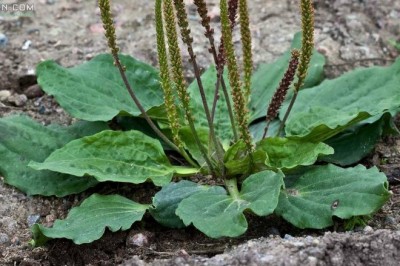 Cây dược liệu cây Mã đề - Plantago major L