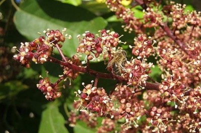 Cây dược liệu cây Chân chim gân dày, Chân chim mày, Ngũ gia bì leo - Schefflera venulosa (Wight et Arn) Harms (Paratropia venulosa Wight et Arn)