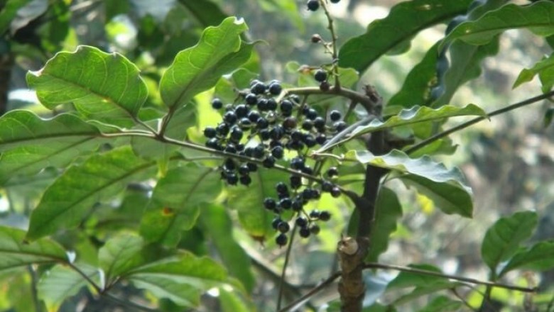 Cây dược liệu cây Chân chim, Ngũ gia bì chân chim - Schefflera octophylla (Lour.) Harms