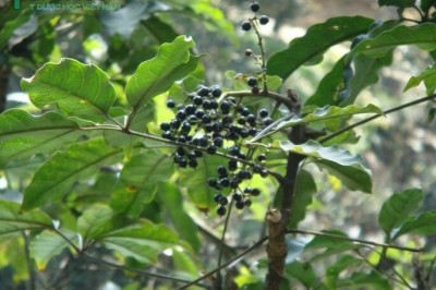 Cây dược liệu cây Chân chim, Ngũ gia bì chân chim - Schefflera octophylla (Lour.) Harms