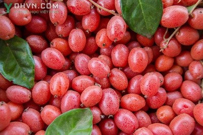 Cây dược liệu cây Nhót, Lót- Elaeagnus latifolia L