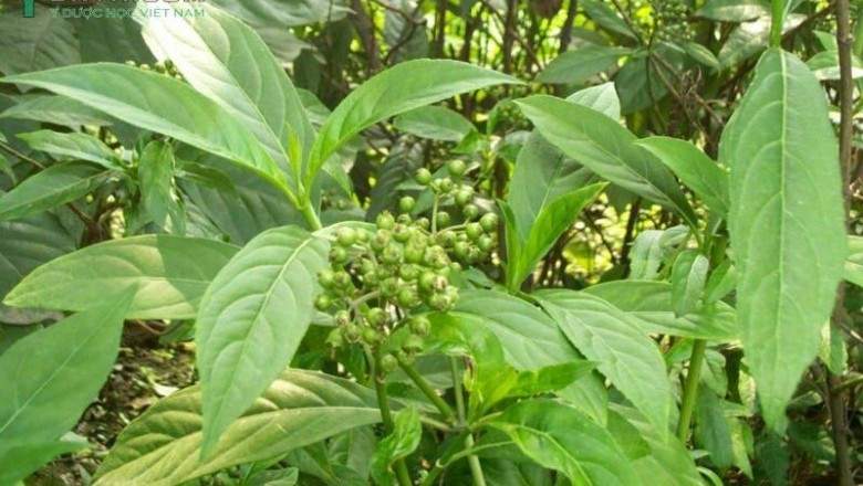 Cây dược liệu cây Thường sơn, Nam thường sơn, Bạch thường sơn, Thường sơn tía - Dichroa febrifuga Lour