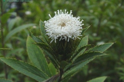 Cây dược liệu cây Thương truật - Atractylodes lancea (Thunb.) DC