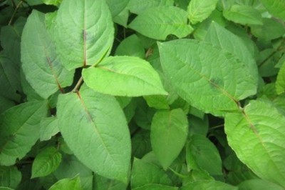 Cách chữa bênh đau dạ dày tại nhà bằng cây thồm lồm