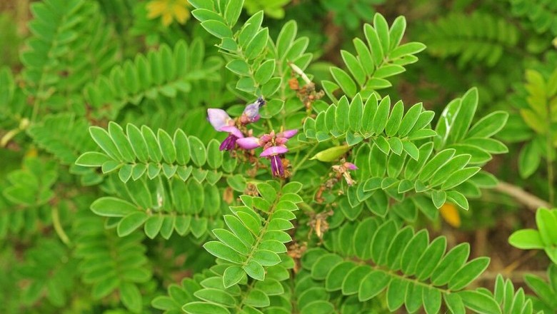 Cây dược liệu cây Bạch chỉ nam, Ðậu chỉ hay Mát rừng - Milletia pulchra Kurz