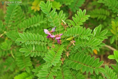 Cây dược liệu cây Bạch chỉ nam, Ðậu chỉ hay Mát rừng - Milletia pulchra Kurz