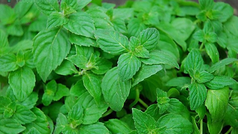 Cây dược liệu cây Bạc hà hay Bạc hà nam - Mentha arvensis L