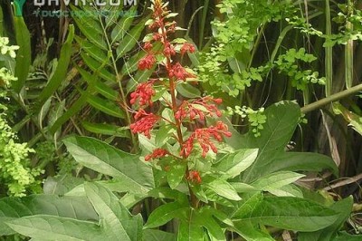 Cây dược liệu cây Mò đỏ, Bấn đỏ, Vây đỏ, Ngọc nữ đỏ - Clerodendrum paniculatum L
