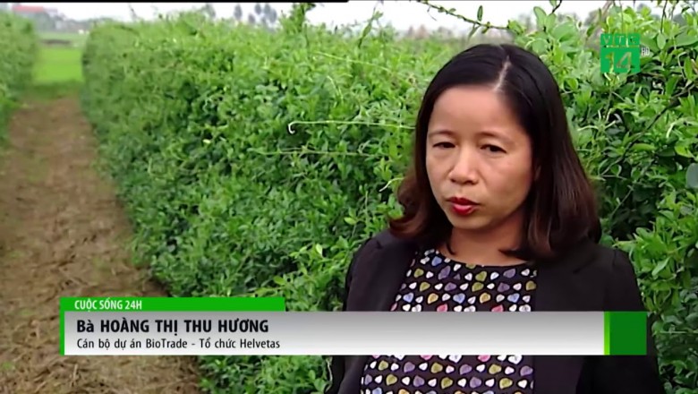 Cây Dây thìa canh trồng tại Nam Định, Việt Nam đã được nghiên cứu trị bệnh tiểu đường hiệu quả