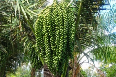 Cây dược liệu cây Báng, Búng báng, Ðoác, Quang lang, Đao rừng - Arenga pinnata (Wurmb) Merr