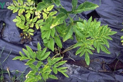 Cây dược liệu cây Bạch chỉ - Angelica dahurica (Fisch ox Hoffin) Benth et Hook f