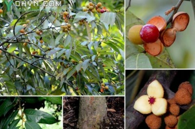 Cây dược liệu cây Máu chó - Knema globularia (Lam) Warb