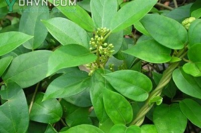 Cây dược liệu cây Dây thìa canh, Dây muôi - Gymnema sylvestre (Retz.) R. Br ex Schult