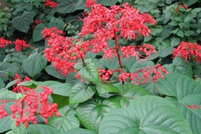 Cây dược liệu cây Xích đồng, Mò đỏ - Clerodendrum japonicum (Thunb.) Sweet (Volkameria japonica Thunb., C. kaempferi (Jacq.) Sieb. ex Hassk.)