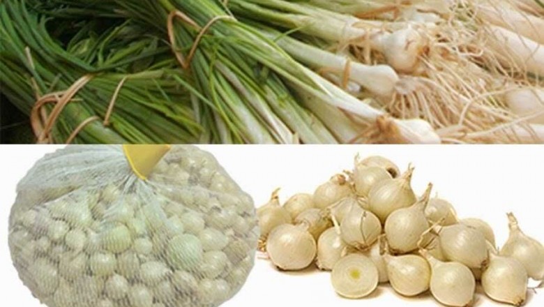 Cây Hành tăm Thần dược chữa bách bệnh ít người biết tới