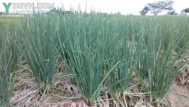 Cây dược liệu cây Hành, Hành hương, Hành hoa - Allium fistulosum L