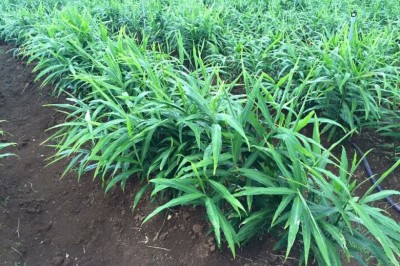 Cây dược liệu cây Gừng, Khương - Zingiber officinale (Willd.) Roscoe