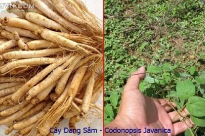 Cây dược liệu cây Ðảng sâm, sâm dây ngọc linh, Sâm dây, Sâm leo, Dùi gà - Codonopsis javanica