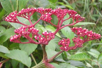 Cây dược liệu cây Gối hạc bằng, Gối hạc đen, Gối hạc nhăn, Gối hạc nhọn, Gối hạc trắng