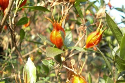 Bài thuốc Đông Y trị bệnh thận từ cây Dược Liệu dành dành