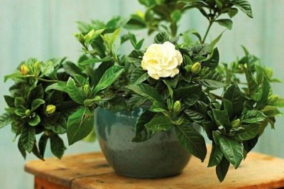 Công dụng và tác dụng, bài thuốc đông y chữa bệnh từ cây Dành Dành 