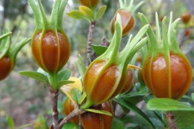 Cây dược liệu cây Dành dành - Gardenia augusta (L.) Merr. (G. jasminoides Ellis)