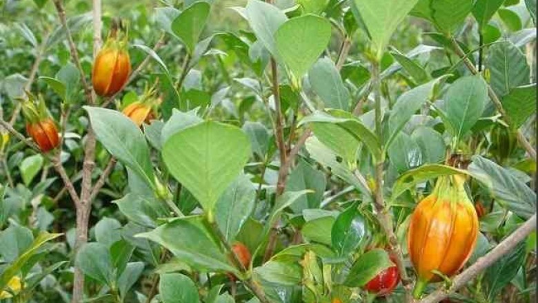 Cây dành dành có chữa được bệnh gan?