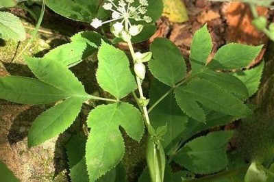 Cây dược liệu cây Độc hoạt, Đương quy lông - Angelica pubescens Maxim f. biserrata Shan et Yuan