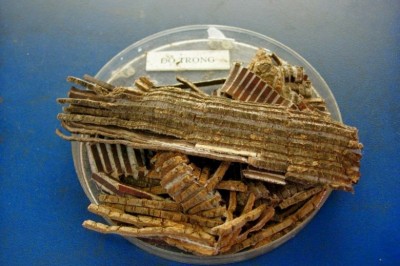 Những cách dùng Dược Liệu Đỗ trọng để chữa bệnh