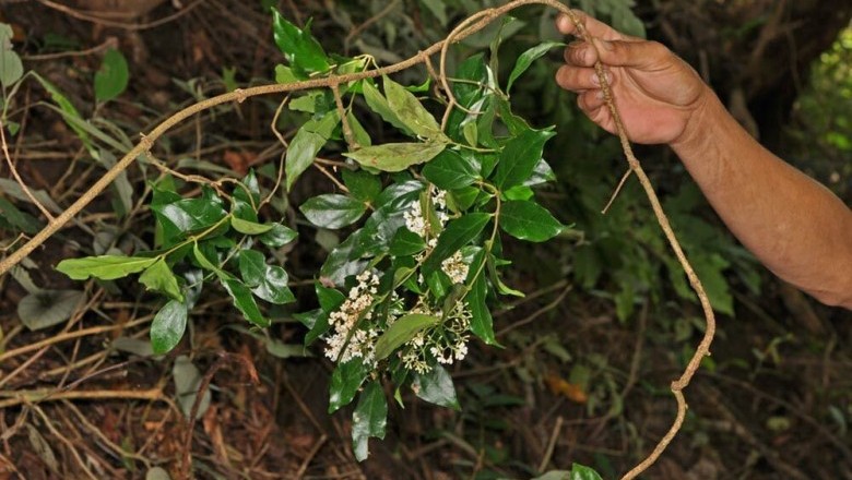 Cây dược liệu cây Đỗ trọng dây, Đỗ trọng dây vỏ hồng, Đỗ trọng nam