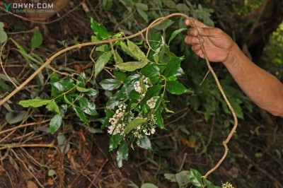 Cây dược liệu cây Đỗ trọng dây, Đỗ trọng dây vỏ hồng,  Đỗ trọng nam