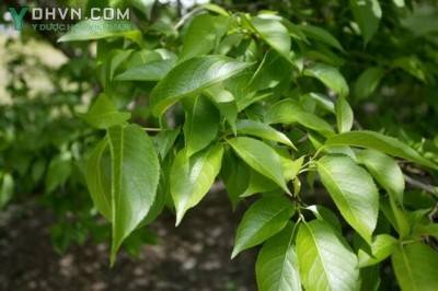 Cây dược liệu cây Đỗ trọng - Eucommia ulmoides Oliv