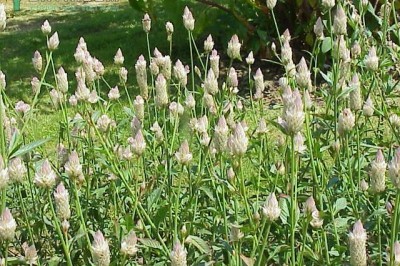 Cây dược liệu cây Mào gà trắng, Mào gà đuôi nheo - Celosia argentea L