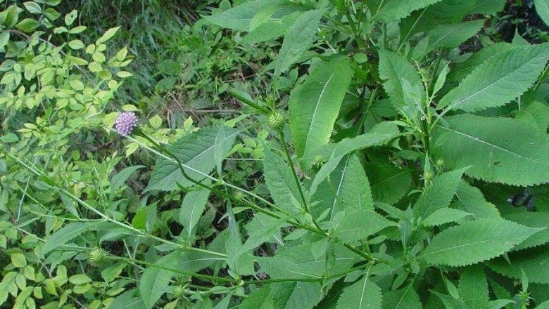 Cây dược liệu cây Tục đoạn - Dipsacus japonicus Miq