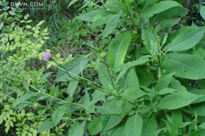 Cây dược liệu cây Tục đoạn - Dipsacus japonicus Miq