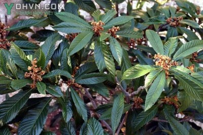 Cây dược liệu cây Sơn trà Nhật Bản, Nhót tây, Tỳ bà - Eriobotrya japonica (Thunb.) Lindl